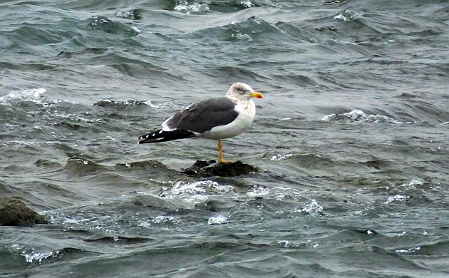 Lesser Black-backed Gull