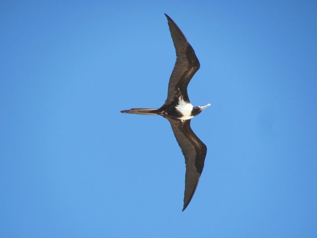 Lesser Frigatebird (2)