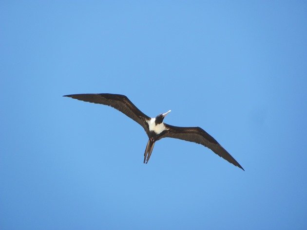 Lesser Frigatebird