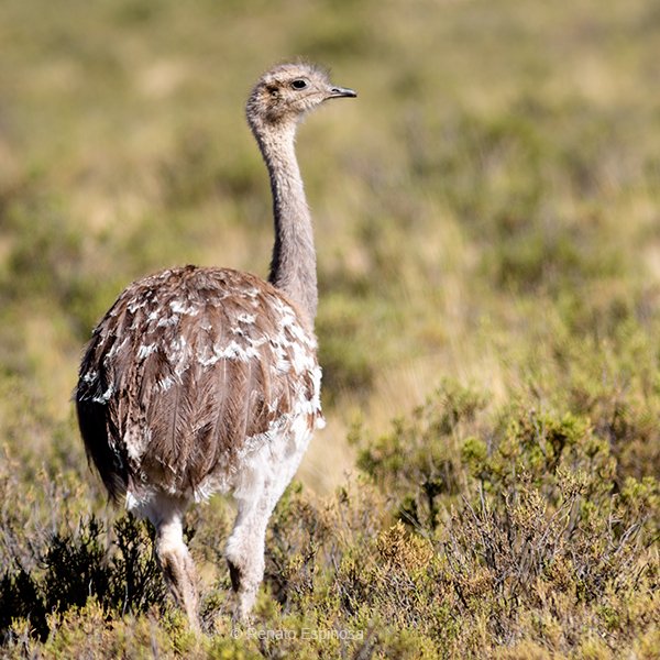 Lesser Rhea