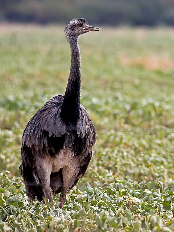 Lesser Rhea