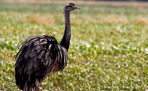 Lesser Rhea Adult