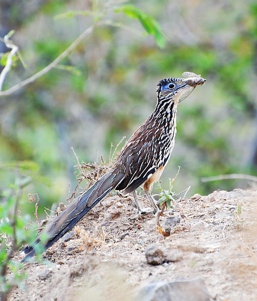 Lesser Roadrunner