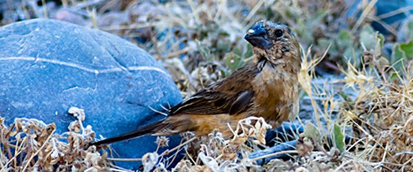 Lesser Seed Finch Juvenile