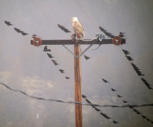 Leucistic Bald Eagle