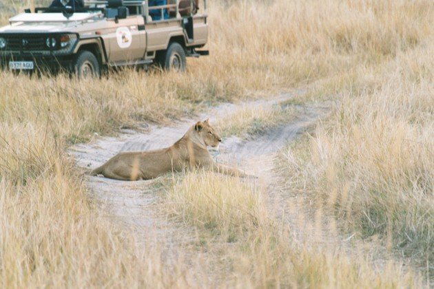 Lion Sitting