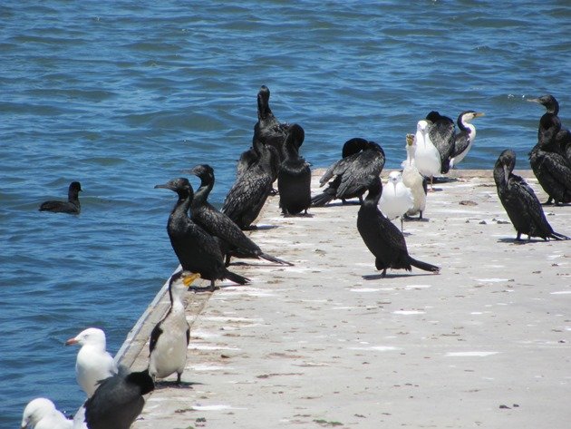 Little Black Cormorant,Little Pied Cormorant & Silver Gull