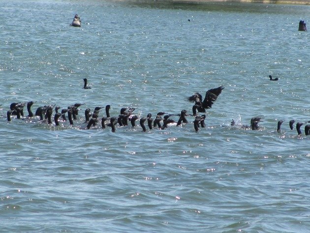 Little Black Cormorants feeding