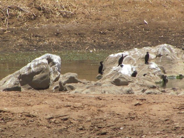 Little Black Cormorants