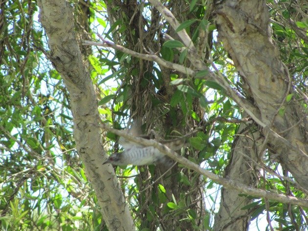 Little Bronze-Cuckoo (2)