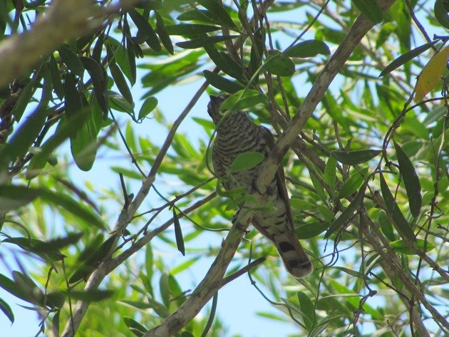 Little Bronze-Cuckoo (5)