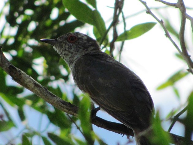 Little Bronze-Cuckoo (7)
