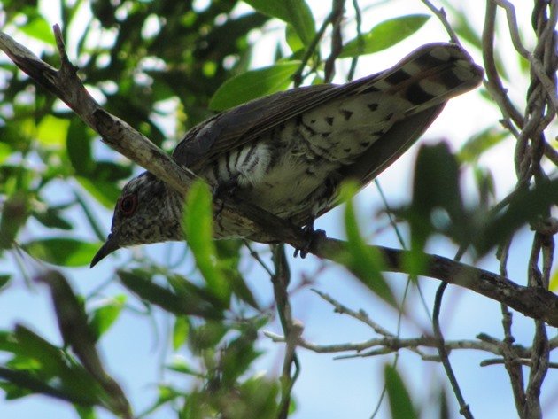 Little Bronze-Cuckoo (8)
