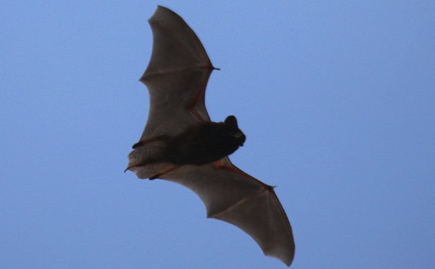 Little Brown Myotis