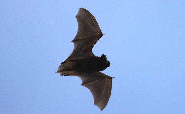 Little Brown Bat Myotis lucifugus