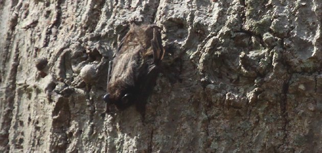 Little Brown Bat perched