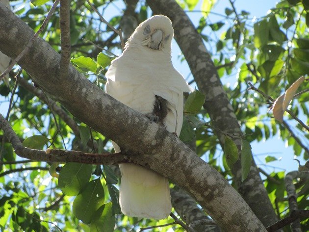 Little Corella