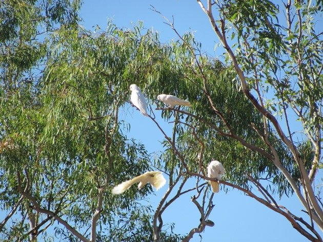 Little Corellas (2)