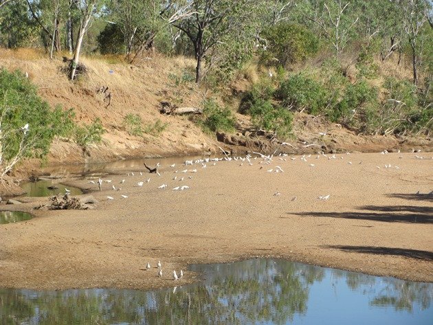 Little Corellas