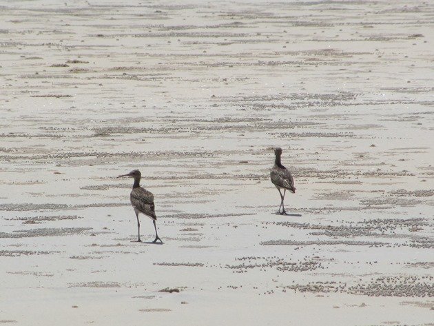 Little Curlew