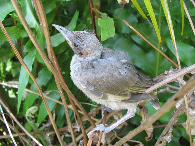 Little Friarbird chick (2)