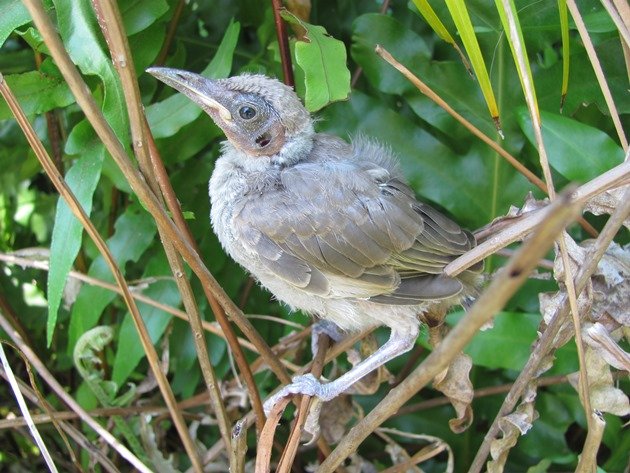 Little Friarbird chick