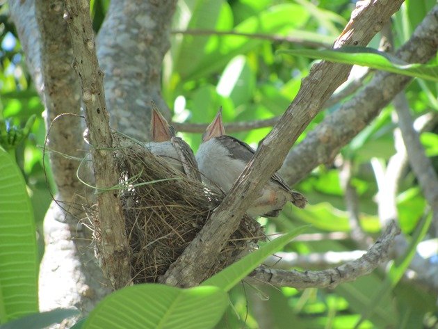 Little Friarbirds in nest (3)