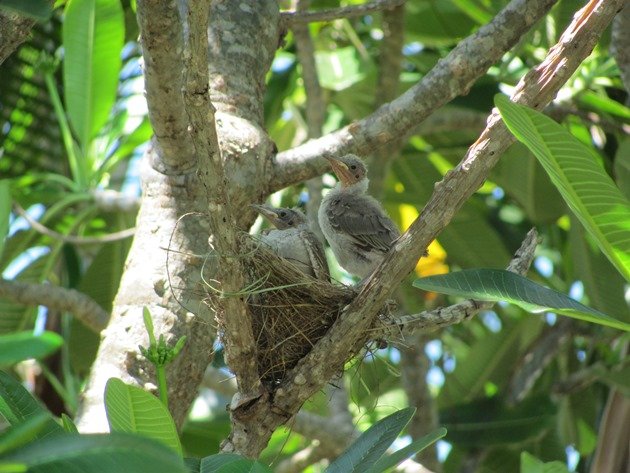 Little Friarbirds in nest