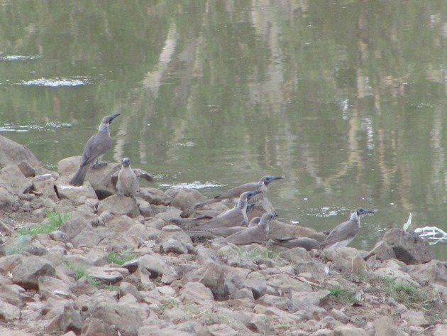 Little Friarbirds