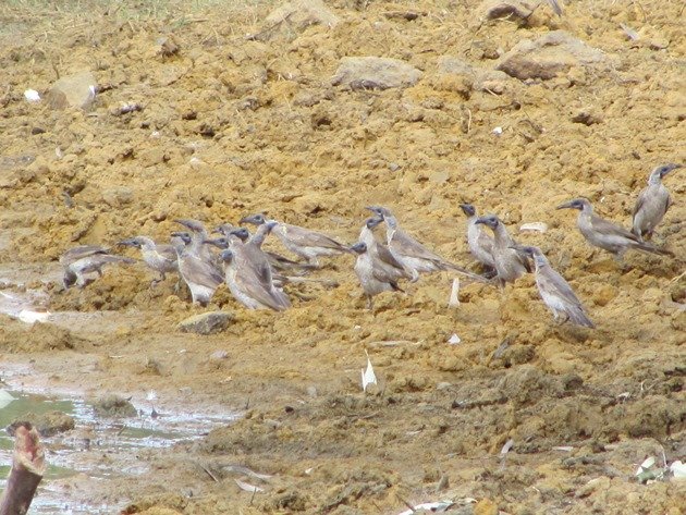 Little Friarbirds