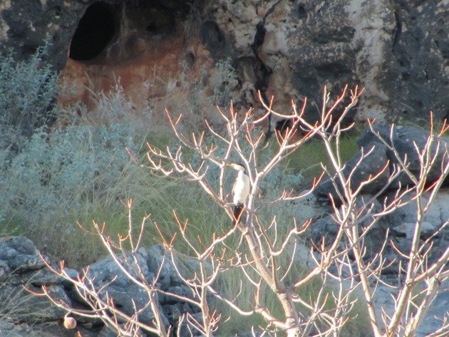 Little Pied Cormorant