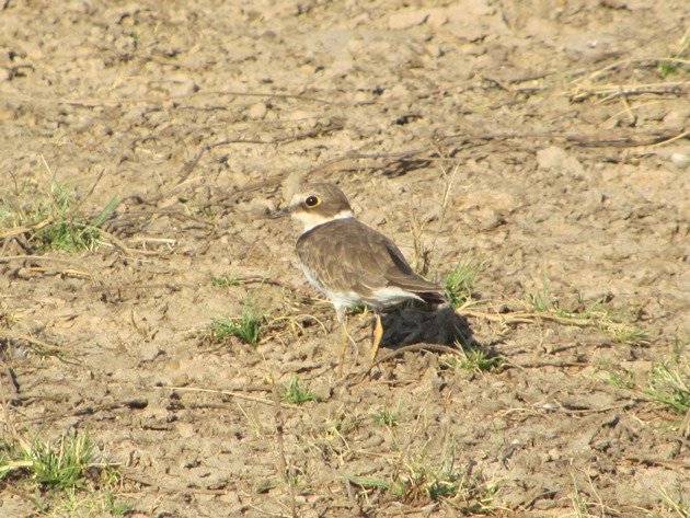 Little Ringed Plover (10)