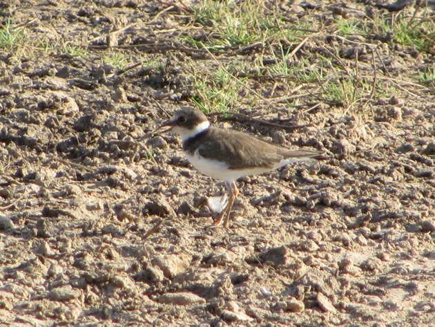 Little Ringed Plover (2)