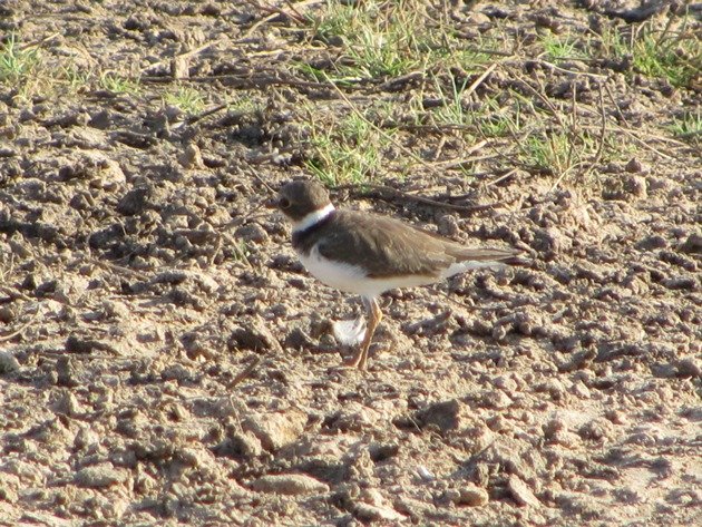 Little Ringed Plover (3)