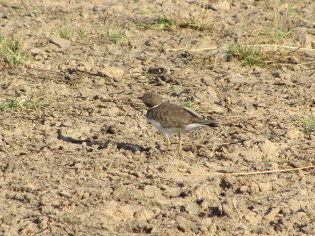 Little Ringed Plover (4)