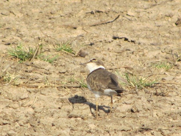 Little Ringed Plover (5)