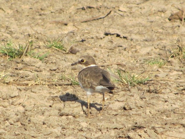 Little Ringed Plover (6)