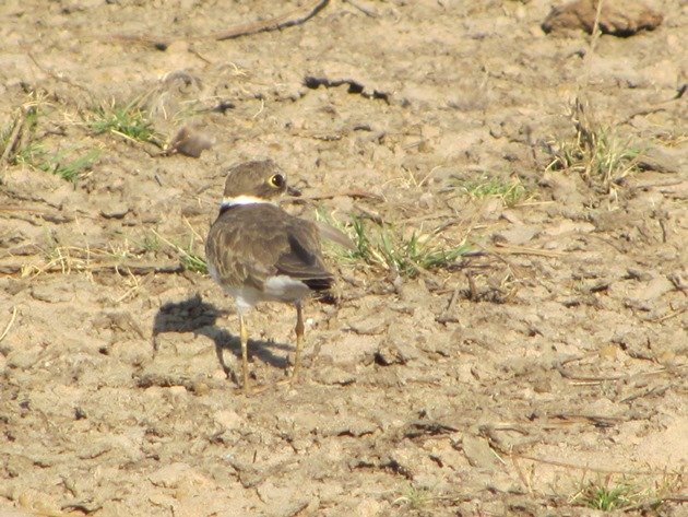 Little Ringed Plover (7)