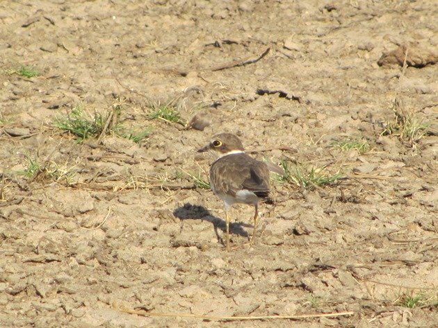 Little Ringed Plover (8)