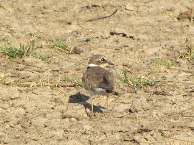 Little Ringed Plover (9)