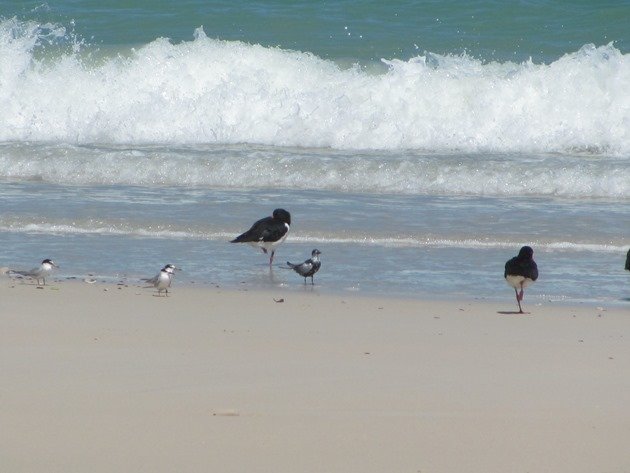Little Terns, WW Black Tern and Pied Oystercatchers