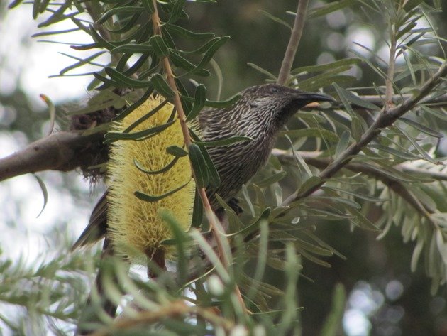 Little Wattlebird