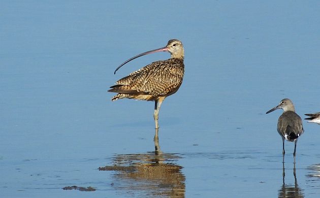 Long-billed Curlew and Willet