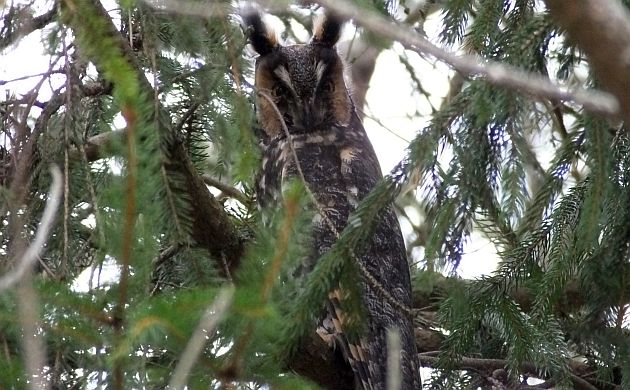 Long-eared Owl