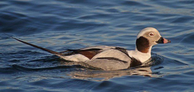 Long-tailed Duck