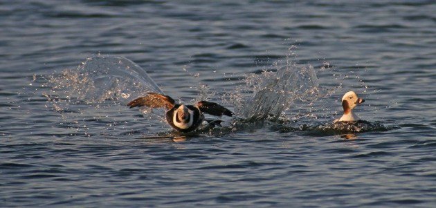 Long-tailed Duck landing