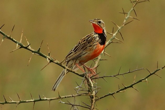 Pink-throated (Rosy-throated) Longclaw by Cuan Rush