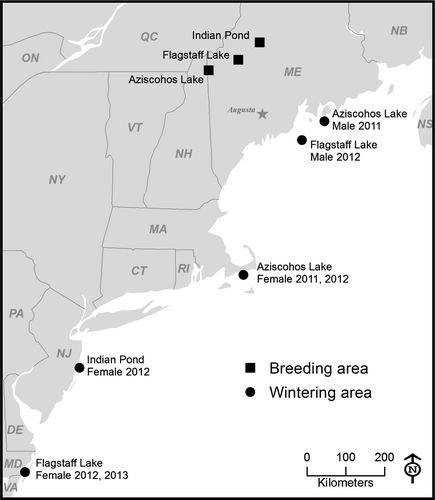 Loon_Nesting_Breeding_Areasi0010-5422-117-4-485-f01