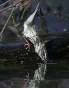 Louisiana Waterthrush grabbing prey