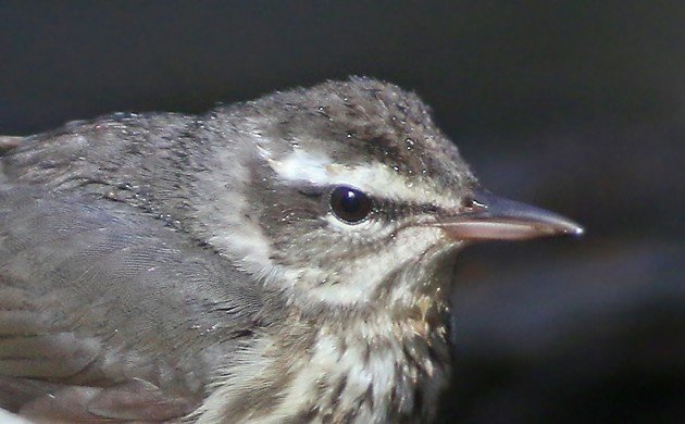 Louisiana Waterthrush portrait